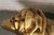 Dj Khalid Gold Lion Sculpture For Sale - Image 11 of 14