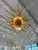 Sol Murano Glass Chandelier by Cenedese For Sale In Naples, FL - Image 6 of 7