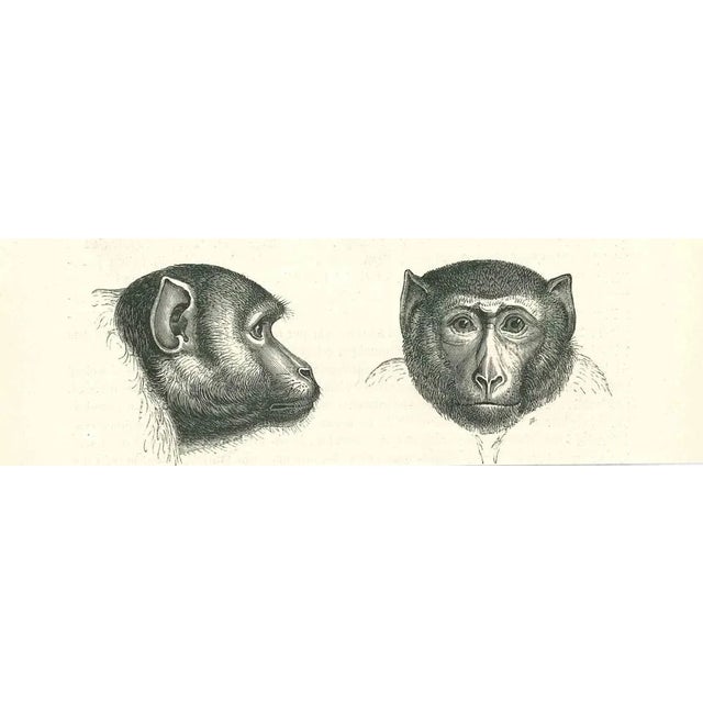 The Monkeys is an original lithograph on ivory-colored paper, realized by Paul Gervais (1816-1879). The artwork is from...