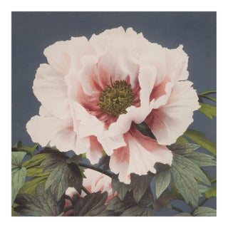 Botanical Flower Study by Ogawa Kazumasa, Meiji-Era Photomechanical Print Reproduction, 18″ × 18″ For Sale