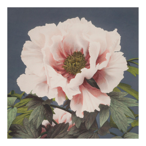 Botanical Flower Study by Ogawa Kazumasa, Meiji-Era Photomechanical Print Reproduction, 18″ × 18″