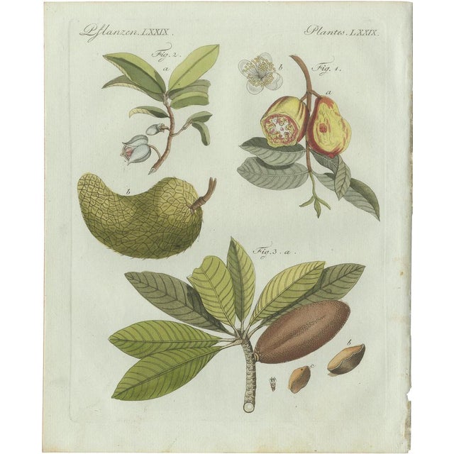 Bertuch, Tropical Fruits, 1800, Engraving For Sale - Image 9 of 9