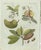 Bertuch, Tropical Fruits, 1800, Engraving For Sale - Image 9 of 9