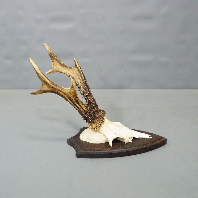 Rustic European Set of Six Roe Deer Trophies on Turned Plaques Germany Ca. 1960s For Sale - Image 3 of 7