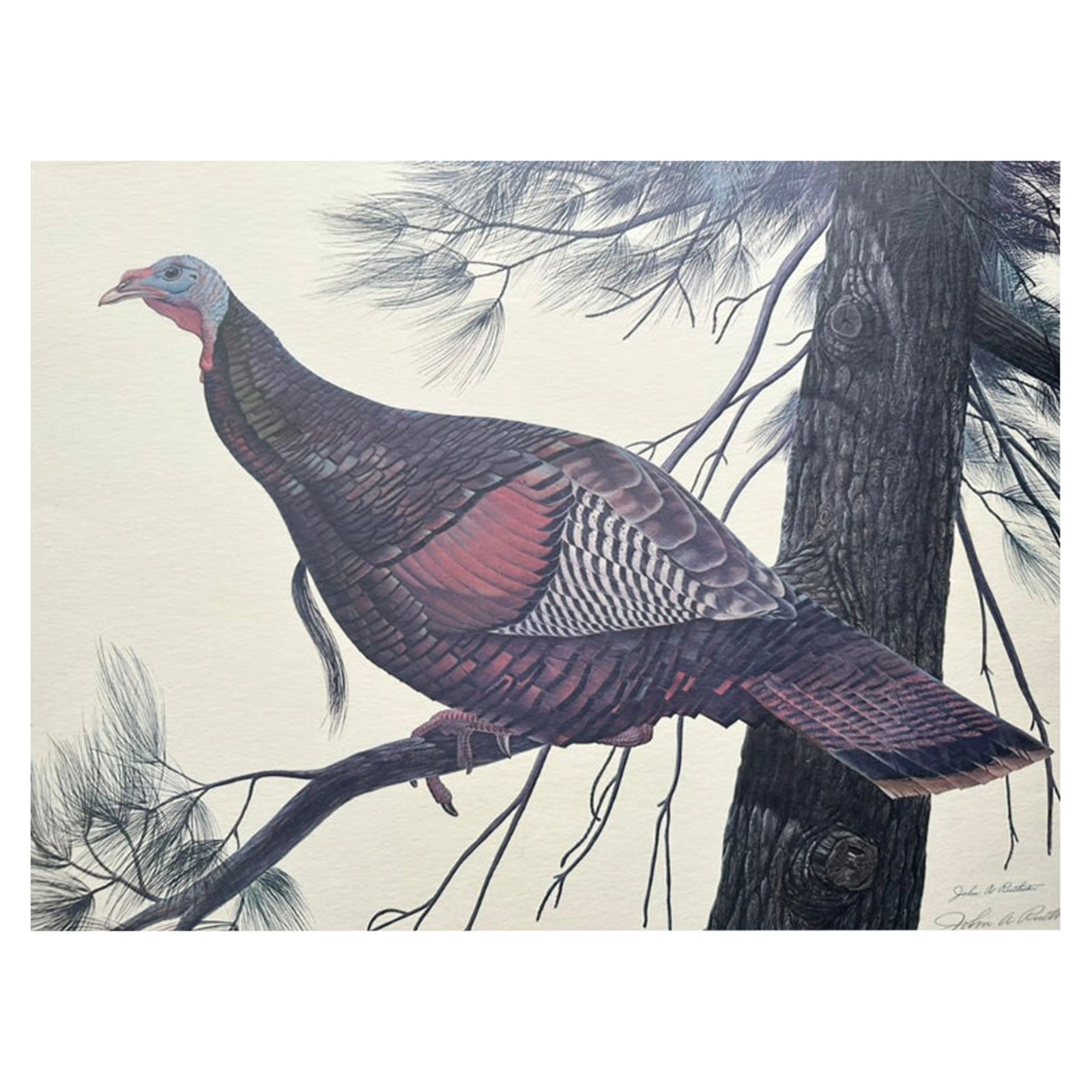 1967 John A. Ruthven’s Eastern Wild Turkey Litho, Signed # 644/1000 ...