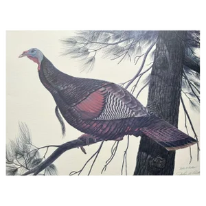 1967 John A. Ruthven’s Eastern Wild Turkey Litho, Signed # 644/1000