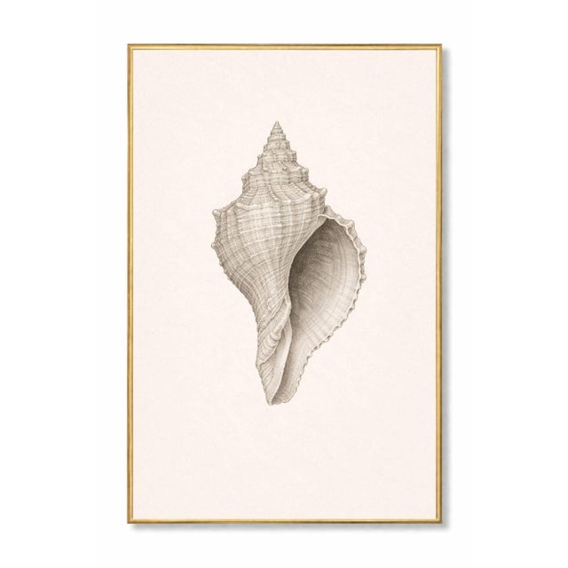 Contemporary Coastal Sea Life Study Set, Minimal Botanical & Shell Art Prints, 24" × 36" (Set of 2) For Sale - Image 3 of 8