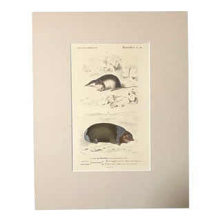 Original Antique D'Orbigny Hand-Colored Engraving, Shrew & Mole in 11x14 Mat For Sale