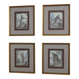 Set of 4 Gold Framed & Matted Monkey Prints For Sale