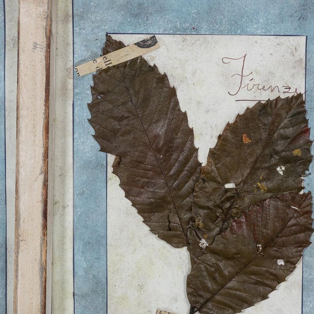 Large Italian Oak Frame Containing Pressed Flowers & Herbs, 1980 For Sale - Image 4 of 18