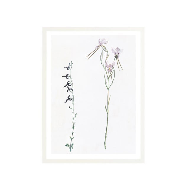 Illustration Celerie Kemble Curated Australian Botanical X (16x20) in White Frame For Sale - Image 3 of 4