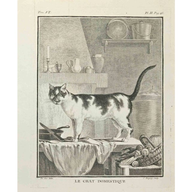 Le Chat Domestique is an etching realized by Jean Charles Baquoy in 1771. The artwork Belongs to the suite "Natural,...