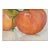 1970s Gilbert Carpenter Two Tomatoes I For Sale
