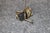 20th C. Pair Anthony Redmile Style Hollywood Regency Brass Mounted Horn Lamps For Sale - Image 10 of 11
