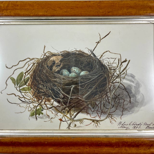 English Regency Period Original Watercolor Maple Frame Blackbird Nest and Eggs For Sale - Image 4 of 11