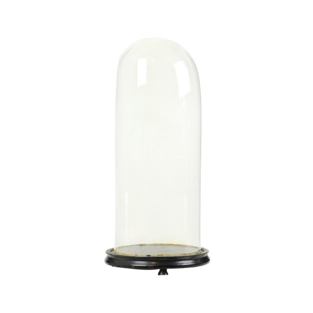 Wood Large Antique Mouth-Blown Glass Dome, 1890s For Sale - Image 7 of 14
