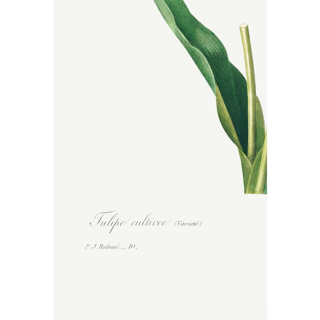 Not Yet Made - Made To Order Tulip by Pierre-Joseph Redouté, Vintage Botanical Art Print, 16" X 24" For Sale - Image 5 of 10