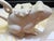 White Frog Teapot For Sale - Image 4 of 5