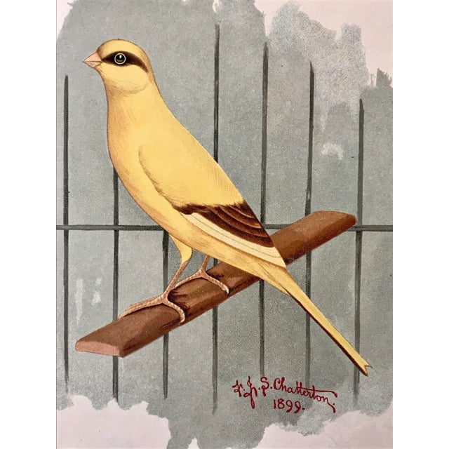 Antique Color Lithograph of a Prize Yellow Canary 1898 For Sale In New York - Image 6 of 7