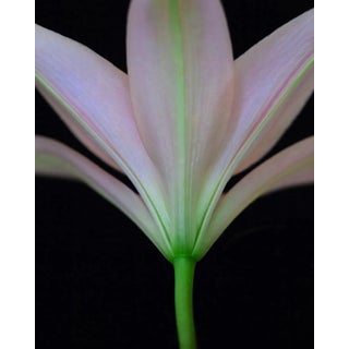 "Lily 22" Contemporary Original Floral Still Life Color Photograph by Michael Filonow For Sale