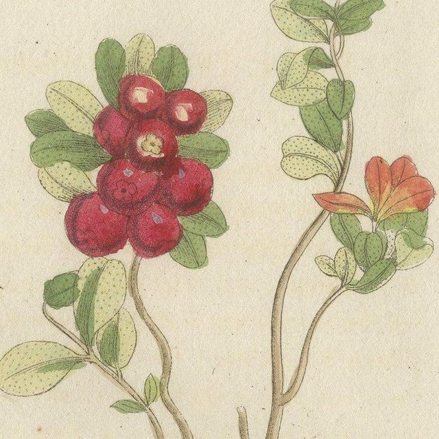 Paper Bertuch, Bilberry, Lingonberry and Cranberry, 1805, Print For Sale - Image 7 of 12