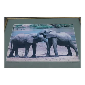 Mid Century Framed & Matte Photograph by Bob Wallace - Elephants Meet