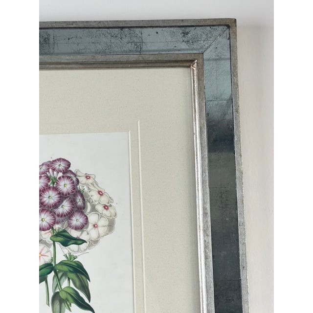 Vintage Trowbridge Custom Framed Botanical Print “Phlox” After Louis Van Houtte (1810–1876) For Sale - Image 4 of 7