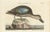 Seligmann, American Blue-Winged Teal, 1770, Hand-Colored Engraving For Sale