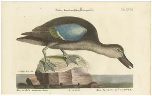 Seligmann, American Blue-Winged Teal, 1770, Hand-Colored Engraving