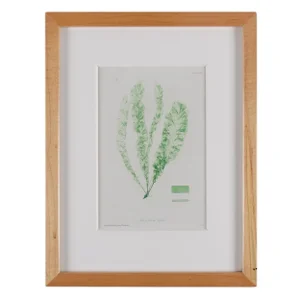 Bradbury Seaweed Print in Handcrafted Frame C.1859
