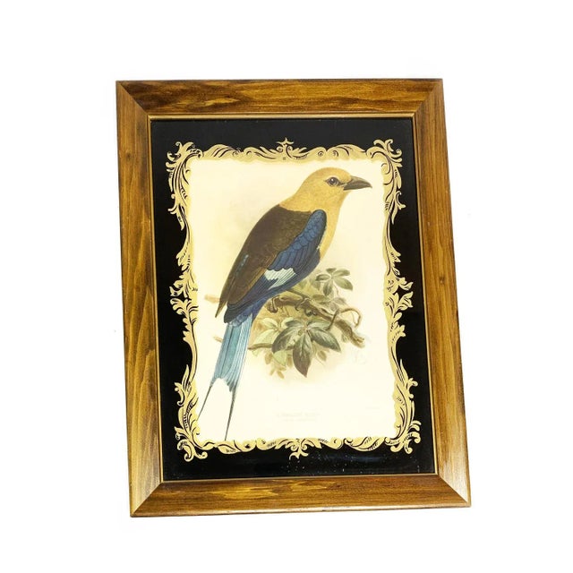 19th Century Antique John Gerald Keulemans Framed and Signed Hand-Colored Bluebellied Roller Bird Lithograph Print For Sale - Image 4 of 4