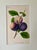 A beautiful original antique English botanical Fruit Print of Plums by George Brookshaw London circa 1820. Presented in...