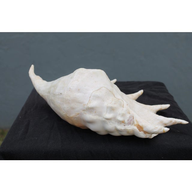 Mid-Century Modern Large Old Seashell #3 For Sale - Image 3 of 9