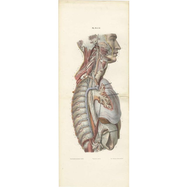 Hirschfeld and Leveille, Sympathetic Chain and Vagus in the Thorax, 1866, Paper For Sale - Image 12 of 12