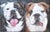 Two English Bulldog Portrait Painting Including the Black & Silver Wood Frame For Sale - Image 4 of 6