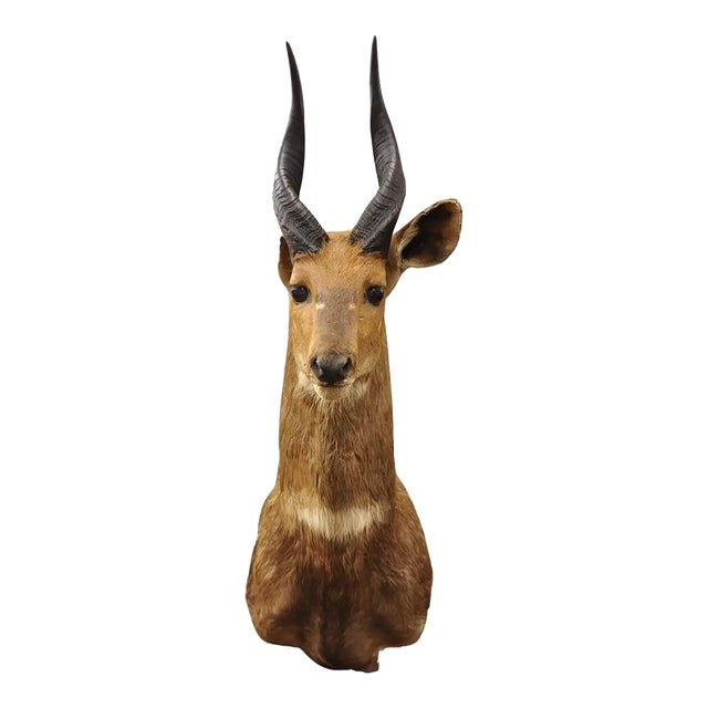 Vintage African Cape Bushbuck Taxidermy Shoulder Mount Cabin Wall Decor For Sale