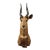 Vintage African Cape Bushbuck Taxidermy Shoulder Mount Cabin Wall Decor For Sale