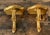 Wood Vintage Gilt Tipped Wall Brackets - A Pair For Sale - Image 7 of 12