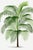 Vintage botanical artwork reproduced and refined for modern printing. Featuring layered tropical palm fronds, graceful...