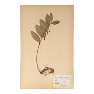 Vintage Swedish Herbarium - Solomon's Seal, Circa 1945 For Sale