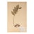 Vintage Swedish Herbarium - Solomon's Seal, Circa 1945 For Sale