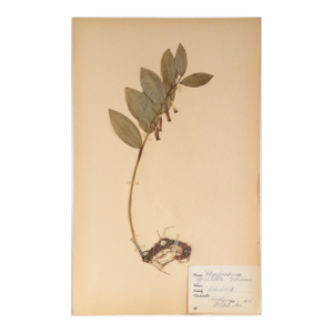 Vintage Swedish Herbarium - Solomon's Seal, Circa 1945