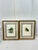 Tow beautifully framed antique prints showing Buff-faced Pygmy Parrot (Nasiterna Pusio) and Orange bellied Fruit Doves...