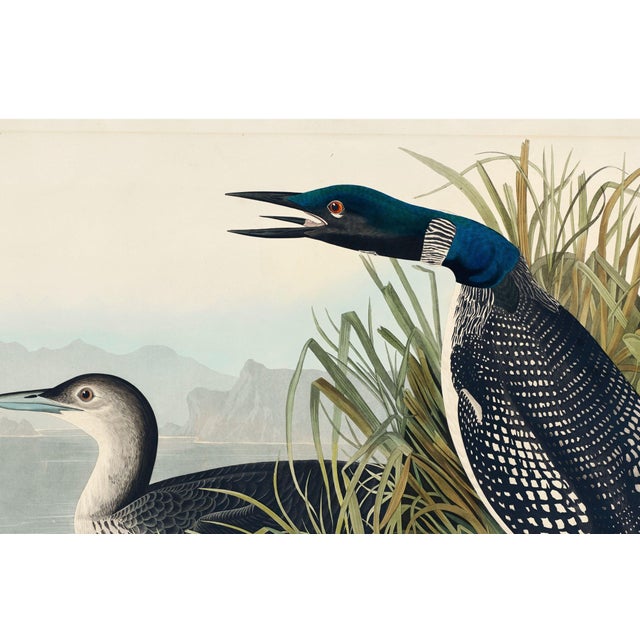 Great Northern Diver or Loon, Vintage Art Print Reproduction From Birds of America by John James Audubon, 30" X 20" For Sale In Buffalo - Image 6 of 10
