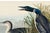 Great Northern Diver or Loon, Vintage Art Print Reproduction From Birds of America by John James Audubon, 30" X 20" For Sale In Buffalo - Image 6 of 10
