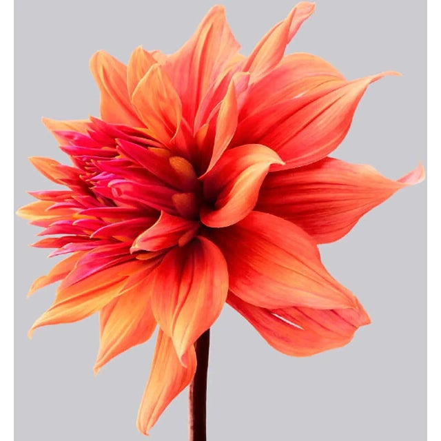 Dahlia 5 is a gorgeous Archival Inkjet Print by contemporary photographer Philip Gatward. This print 16" x 20" in a...