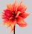 Dahlia 5 is a gorgeous Archival Inkjet Print by contemporary photographer Philip Gatward. This print 16" x 20" in a...