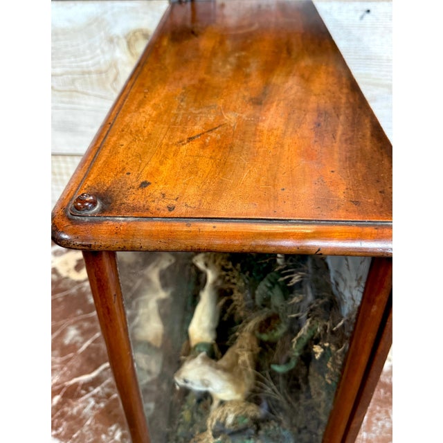Victorian Taxidermy Diorama of Five Weasels in Diorama Case, circa 1880 For Sale - Image 18 of 18