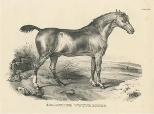 English Race Horse, 1827, Paper