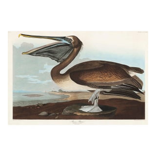 Brown Pelican, Vintage Art Print Reproduction From Birds of America by John James Audubon, 48″ × 32″ For Sale